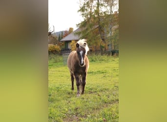 Poneys Shetland Croisé, Étalon, Poulain (05/2025), 110 cm