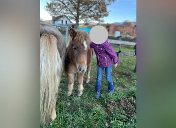 Poneys Shetland Croisé, Étalon, Poulain (06/2025), 80 cm, Alezan