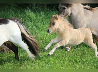 Poneys Shetland, Étalon, Poulain (05/2026), 83 cm, Isabelle