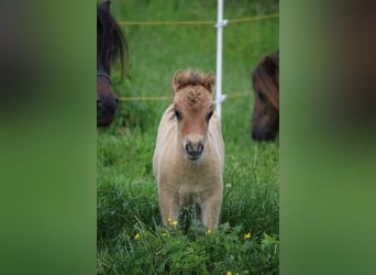 Poneys Shetland, Étalon, Poulain (05/2026), 83 cm, Isabelle