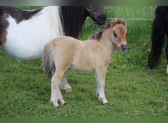 Poneys Shetland, Étalon, Poulain (05/2026), 83 cm, Isabelle