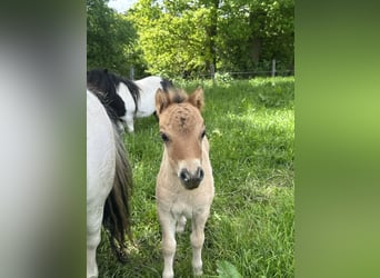 Poneys Shetland, Étalon, Poulain (05/2026), 83 cm, Isabelle