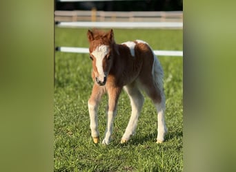 Poneys Shetland, Étalon, Poulain (05/2026), 90 cm, Pinto