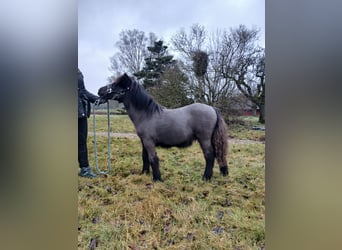 Poneys Shetland, Étalon, Poulain (05/2025), 98 cm, Noir