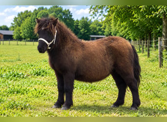 Poneys Shetland, Étalon, Poulain (01/2026)