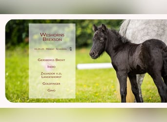 Poneys Shetland, Étalon, , Gris noir