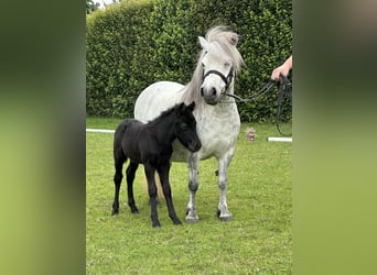 Poneys Shetland, Étalon, , Gris noir