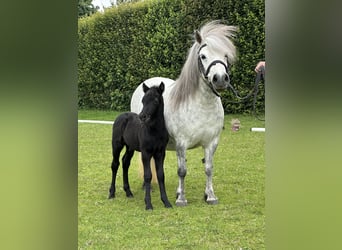 Poneys Shetland, Étalon, , Gris noir