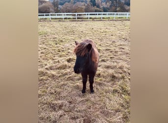 Poneys Shetland, Étalon, Poulain (05/2024), Noir