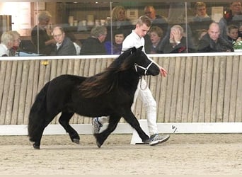 Poneys Shetland, Étalon, Poulain (05/2024), Noir