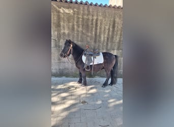 Poneys Shetland, Hongre, 10 Ans, 110 cm, Noir