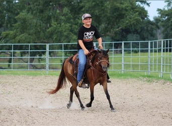 Poneys Shetland, Hongre, 10 Ans, 117 cm, Bai cerise