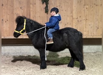 Poneys Shetland, Hongre, 11 Ans, 100 cm, Rouan bleu