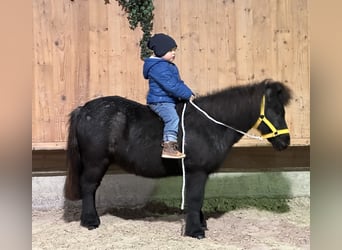 Poneys Shetland, Hongre, 11 Ans, 100 cm, Rouan bleu