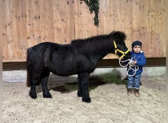 Poneys Shetland, Hongre, 11 Ans, 100 cm, Rouan bleu