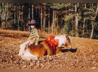 Poneys Shetland, Hongre, 11 Ans, 102 cm, Alezan brûlé