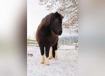 Poneys Shetland, Hongre, 11 Ans, 117 cm, Pinto