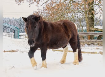 Poneys Shetland, Hongre, 11 Ans, 117 cm, Pinto