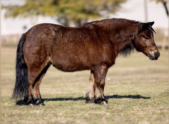 Poneys Shetland, Hongre, 12 Ans, 102 cm, Roan-Bay