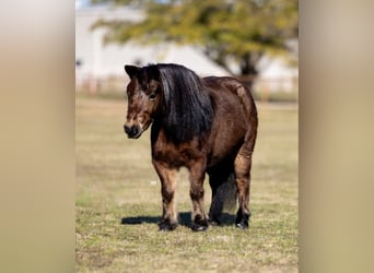 Poneys Shetland, Hongre, 12 Ans, 102 cm, Roan-Bay