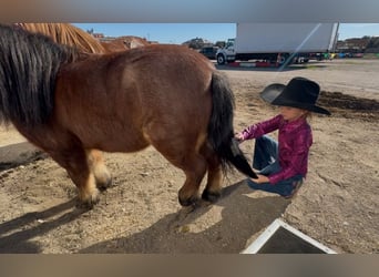 Poneys Shetland, Hongre, 12 Ans, 102 cm, Roan-Bay