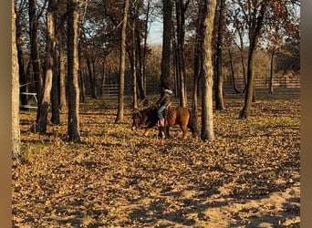 Poneys Shetland, Hongre, 12 Ans, 102 cm, Roan-Bay