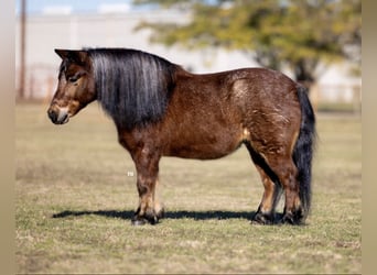 Poneys Shetland, Hongre, 12 Ans, 102 cm, Roan-Bay