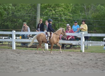 Poneys Shetland, Hongre, 12 Ans, 114 cm, Palomino