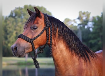 Poneys Shetland, Hongre, 12 Ans, 117 cm, Bai cerise