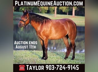 Poneys Shetland, Hongre, 12 Ans, 117 cm, Bai cerise