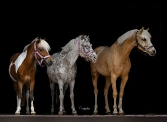 Poneys Shetland, Hongre, 12 Ans, 118 cm, Léopard