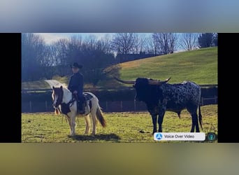 Poneys Shetland, Hongre, 12 Ans, 122 cm, Alezan brûlé