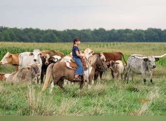 Poneys Shetland, Hongre, 13 Ans, 102 cm, Pinto