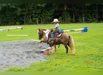 Poneys Shetland, Hongre, 13 Ans, 102 cm, Pinto