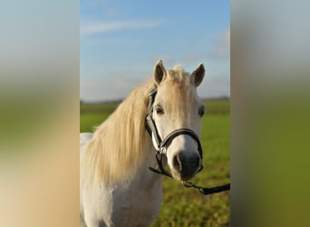 Poneys Shetland, Hongre, 13 Ans, 105 cm, Gris
