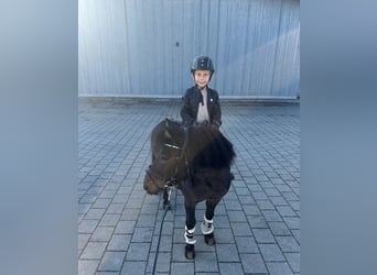 Poneys Shetland, Hongre, 13 Ans, 106 cm, Bai brun foncé