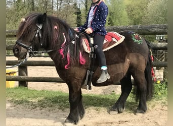 Poneys Shetland, Hongre, 13 Ans, 108 cm, Noir