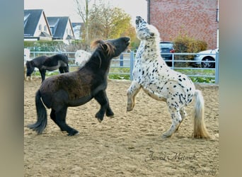 Poneys Shetland, Hongre, 13 Ans, 108 cm, Noir