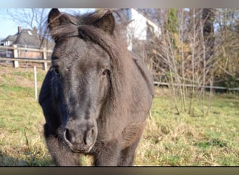 Poneys Shetland, Hongre, 13 Ans, 108 cm, Noir