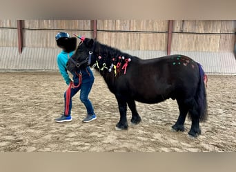 Poneys Shetland, Hongre, 13 Ans, 108 cm, Noir