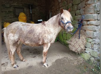 Poneys Shetland, Hongre, 13 Ans, 114 cm, Alezan