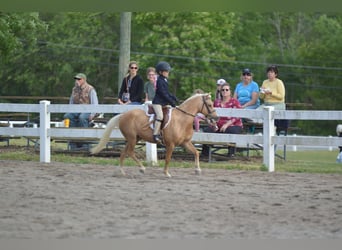 Poneys Shetland, Hongre, 13 Ans, 114 cm, Palomino