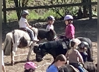 Poneys Shetland, Hongre, 14 Ans, 100 cm, Pinto