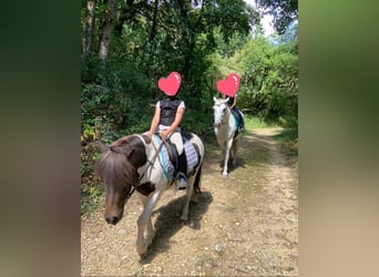 Poneys Shetland, Hongre, 14 Ans, 115 cm, Pinto