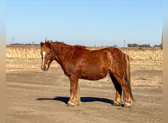 Poneys Shetland, Hongre, 15 Ans, 104 cm, Alezan cuivré