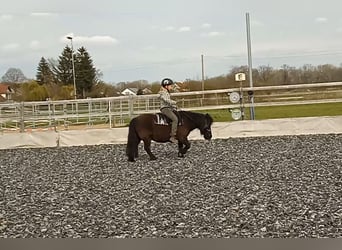Poneys Shetland, Hongre, 15 Ans, 108 cm, Bai brun foncé