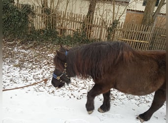 Poneys Shetland, Hongre, 15 Ans, 108 cm, Bai brun foncé