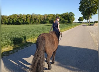 Poneys Shetland, Hongre, 15 Ans, 108 cm, Bai brun foncé