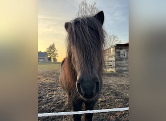 Poneys Shetland, Hongre, 15 Ans, 109 cm, Noir
