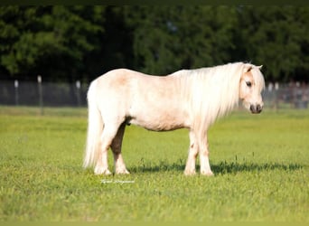Poneys Shetland, Hongre, 15 Ans, 97 cm, Palomino